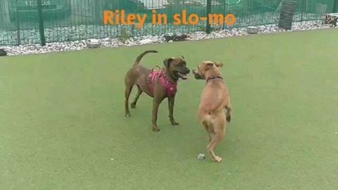 k999 dog behaviourist