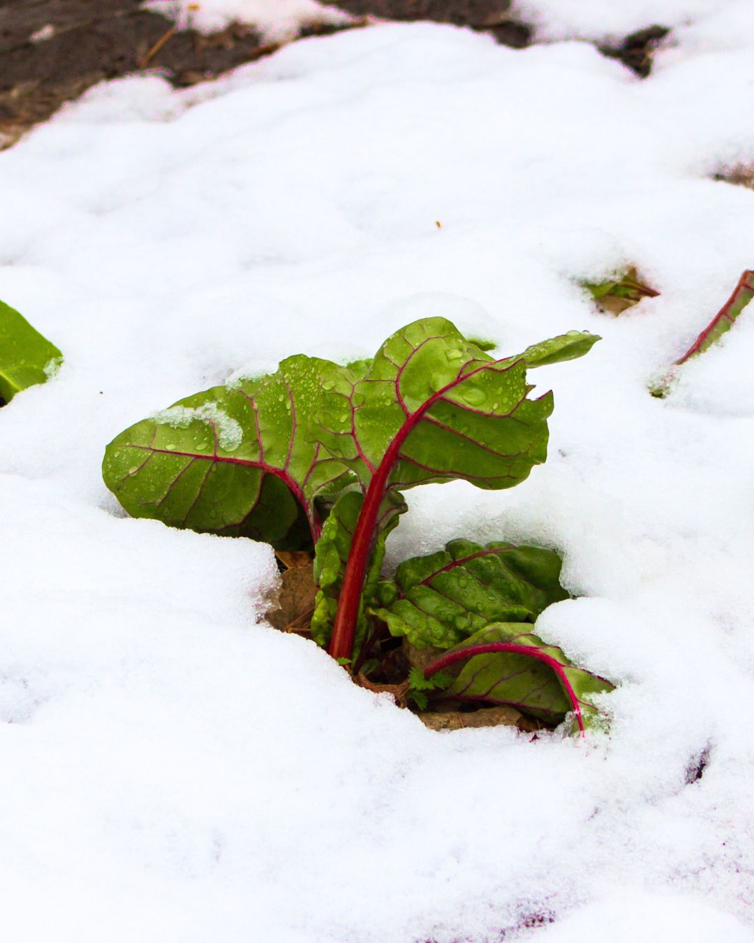 image posted to Instagram by beagreenspider